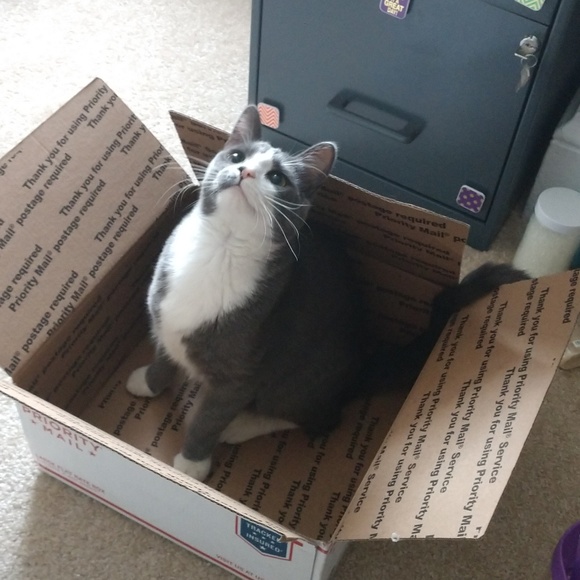 Kitten Helpers! 😸 - Picture 1 of 3